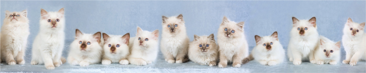 Скинали для кухни: Милые котики на голубом фоне