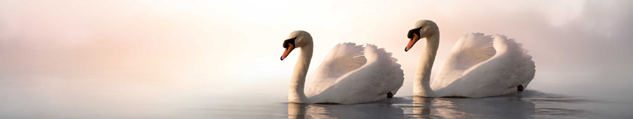 Пара романтических белых лебедей