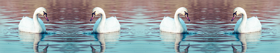 Скинали для кухни: Красивые лебеди на пруду