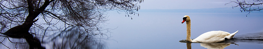 Одинокий лебедь на озере