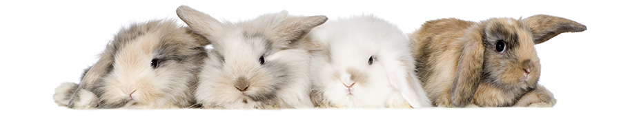 Милые мягкие кролики