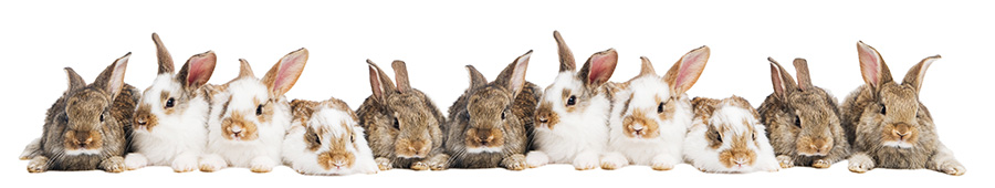 Скинали для кухни: Семейство кроликов