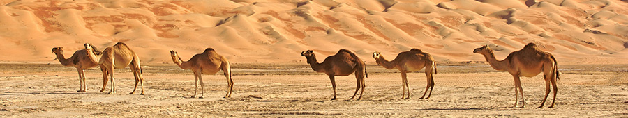 Скинали для кухни: Верблюды в Сахаре