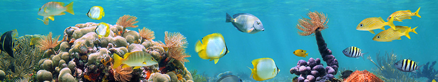 Скинали для кухни: Разноцветные рыбки на рифе