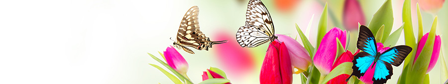 Красивая картина разноцветных бабочек и тюльпанов