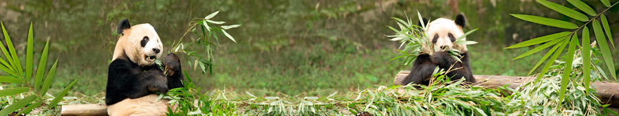 Панды на фоне листьев бамбука