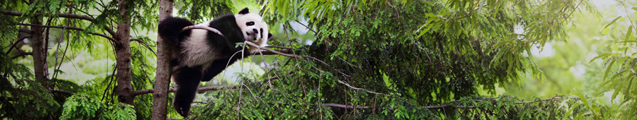 Панда на ветке дерева