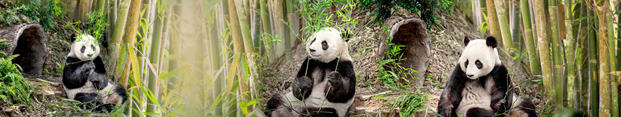 Милые панды с веточками бамбука
