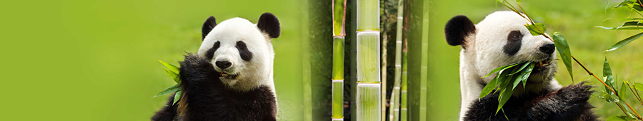 Панды кушают бамбук