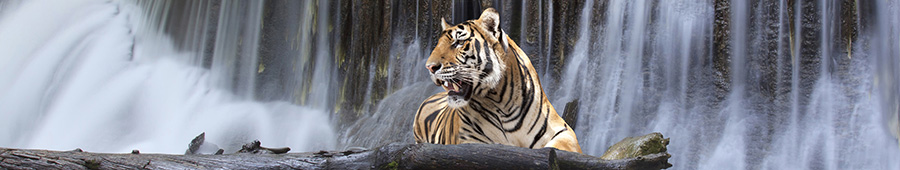 Одинокий тигр на фоне водопада