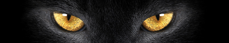 Скинали для кухни: Изумительные глаза черной пантеры