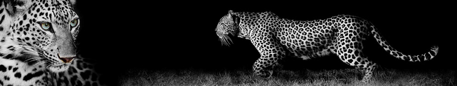 Скинали для кухни: Леопард на черном фоне