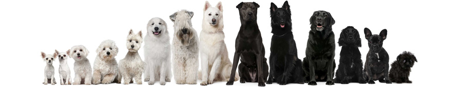 Собаки белого и черного раскраса
