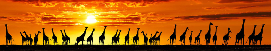 Жирафы в саванне на закате