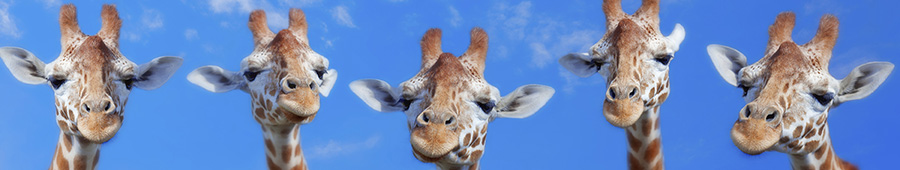 Смешные жирафы на фоне голубого неба