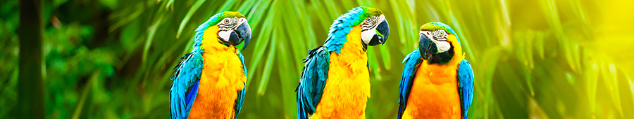 Скинали для кухни: Яркие попугаи
