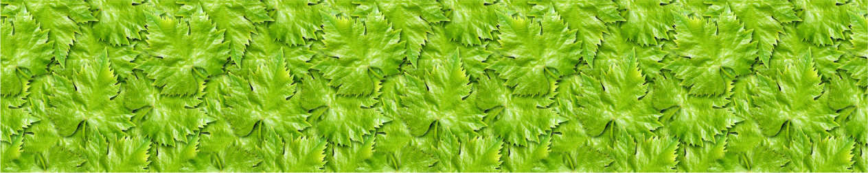Скинали для кухни: Зеленые листья