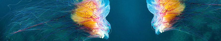 Скинали для кухни: Яркие медузы под водой