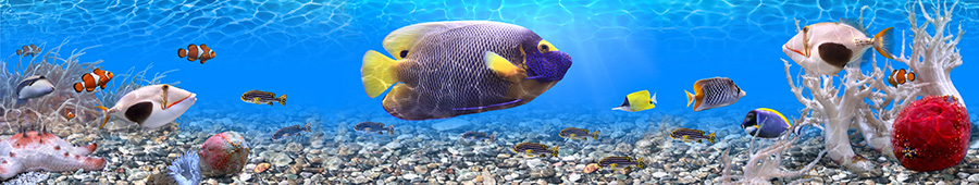 Скинали для кухни: Разноцветные рыбки под водой