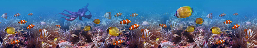 Осминог и разнообразные рыбки под водой