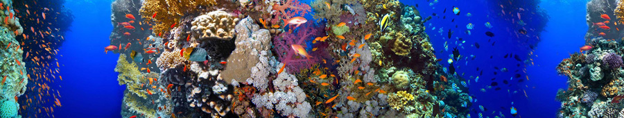 Скинали для кухни: Кораловый риф