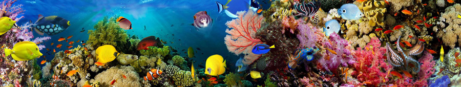 Скинали для кухни: Подводный мир, кораловые рифы