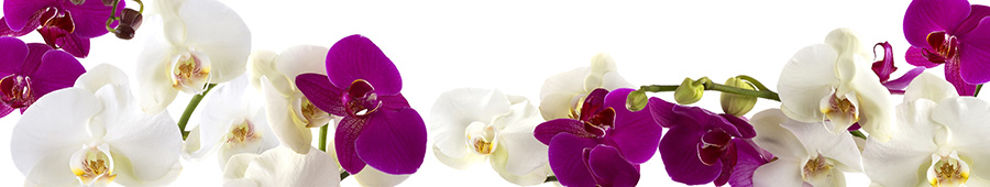 Фиолетовые и белые веточки орхидеи