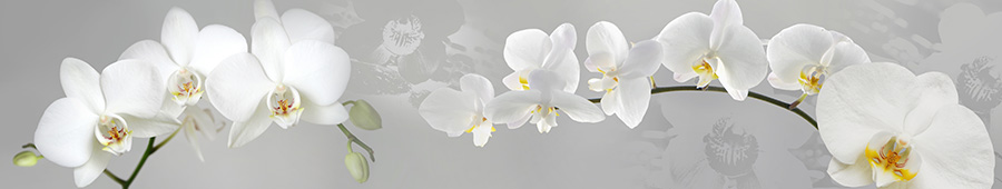 Белая ветка орхидеи