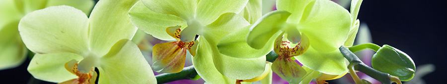 Салатовая орхидея