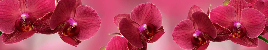 Скинали для кухни: Изумрудная орхидея