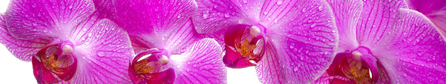Скинали для кухни: Розовая орхидея крупным планом