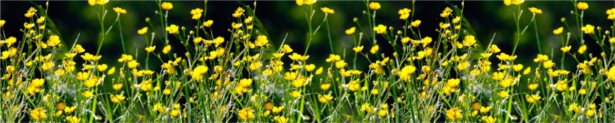 Скинали для кухни: Желтые полевые цветы