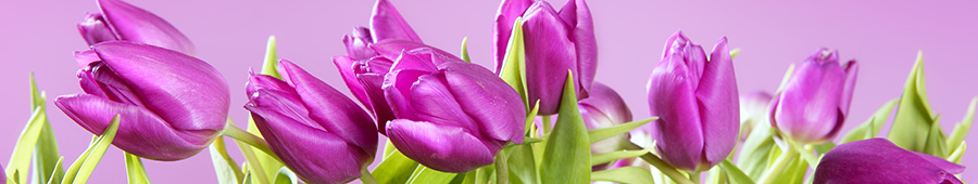 Скинали для кухни: Фиолетовые тюльпаны