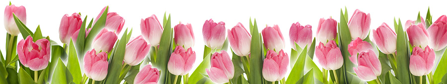 Скинали для кухни: Милые розовые тюльпаны