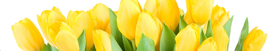 Скинали для кухни: Яркие желтые тюльпаны
