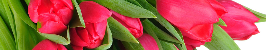 Скинали для кухни: Красные тюльпаны