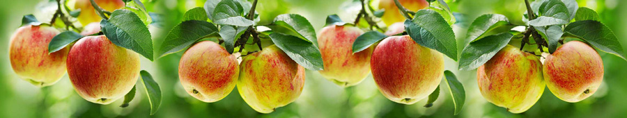 Скинали для кухни: Яблоки на ветках