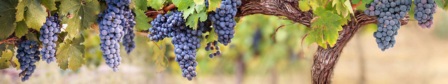 Виноградники в Тоскане, Италия