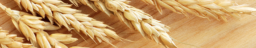 Вершки пшеницы