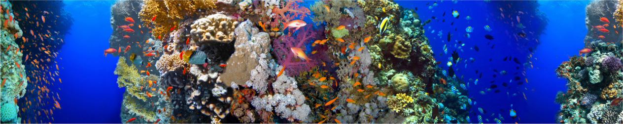 Морские кораллы