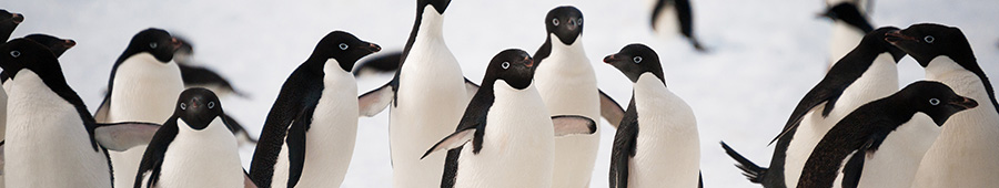 Скинали для кухни: Пингвины из антарктиды