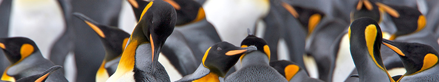 Скинали для кухни: Красивые пингвины