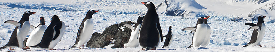 Скинали для кухни: Пингвины на южном полюсе