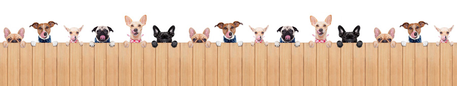 Скинали для кухни: Собачки выглядывают над забором