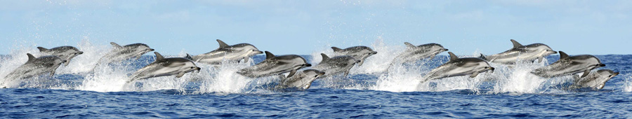 Стая прыгающих дельфинов
