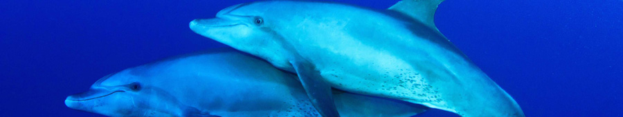 Пара плавающих дельфинов в синем море