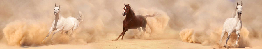Скинали для кухни: Арабские лошади