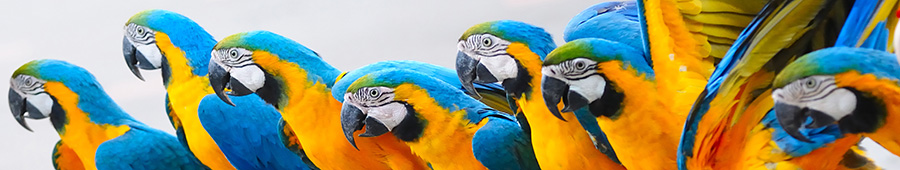 Скинали для кухни: Пестрые попугайчики