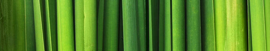 Скинали для кухни: Зеленый бамбук