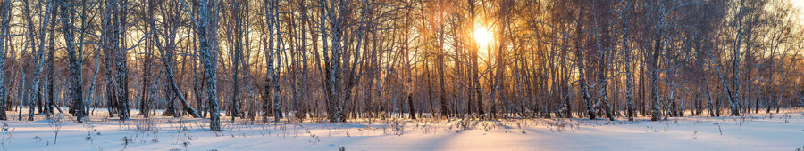 Лес ранним утром зимой